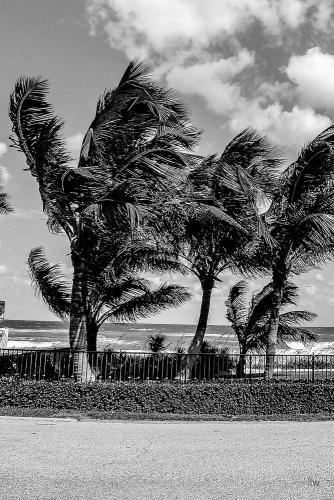 ©jfw 1009 Florida-5002